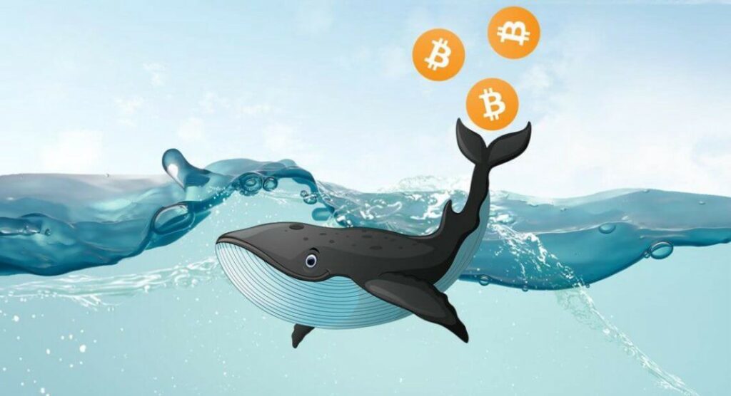 Cá voi Bitcoin